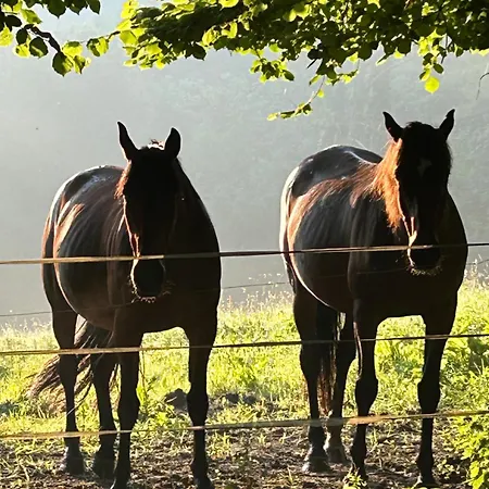 Les Maisons De Marie