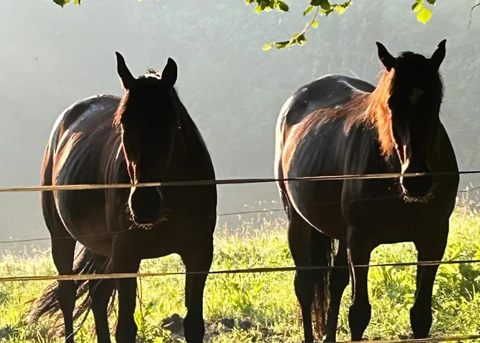 Les Maisons De Marie